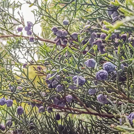 Kaplityny Vii Σπίτι διακοπών