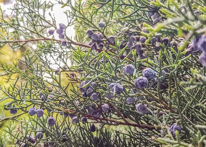 Kaplityny Vii Casa de Férias